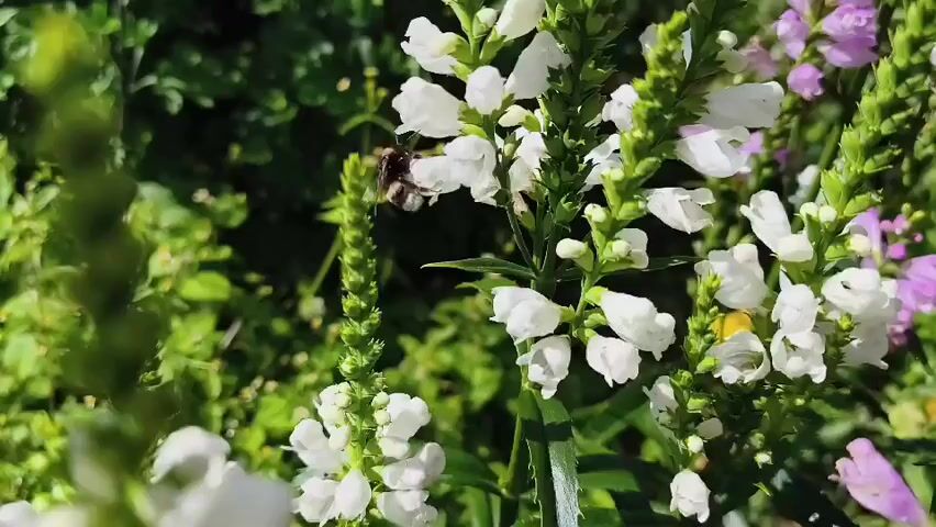 A close-up shot captures a bumblebee on a stem of white flowers. The bee is dark and fuzzy, with lighter markings on its abdomen. It is actively moving amongst the small, tubular white blossoms, some of which are open and others still in bud. The background is a blur of green foliage, with hints of purple and yellow flowers visible further back. The lighting suggests it is daytime, with the sun illuminating the scene and casting shadows.