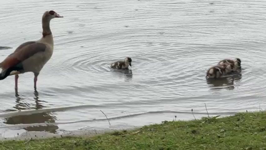 This video shows a body of water with several ducklings swimming. A larger bird, likely a parent duck, stands at the edge of the water and dips its head in to drink. The ducklings are small and have brown and white mottled plumage. The water is choppy with ripples emanating from the swimming ducklings. The background shows a grassy shoreline. The scene appears to be outdoors, possibly in a park or natural habitat.