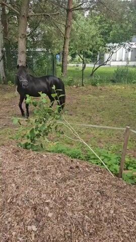 A small black horse stands in a grassy outdoor enclosure with trees in the background. The horse is wearing a bridle. In the foreground, there is a pile of wood chips. The horse walks a few steps and then turns its head. The video is brief and shows the horse from the side.
