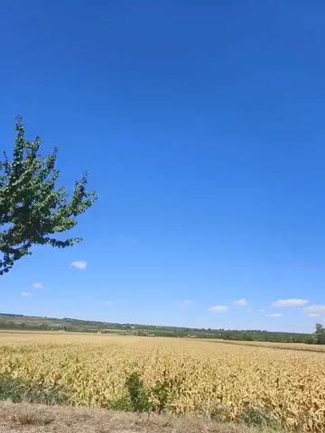 The video shows a bright blue sky with a few wispy clouds. The sun is shining. In the foreground, there is a tall green tree on the left and a shorter brown and green plant on the right. In the middle ground, there is a large field of dry, golden-brown vegetation, possibly cornstalks, that extends to the horizon. The field appears to be harvested or dried. In the distance, there are rolling hills with some vegetation and possibly some scattered buildings. The camera appears to be moving, possibly from a vehicle, as the perspective shifts slightly and the vegetation in the foreground blurs. There are no people visible in the video.
