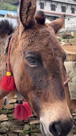 The video captures a close-up shot of a brown mule or donkey's head. The animal has rich, dark brown fur, which appears slightly lighter on its muzzle and darker around its eyes. Its large, dark eye is prominent, with visible eyelashes and a reflective pupil. The fur has a textured, slightly shaggy appearance.

Around the animal's neck is a collar made of a braided rope, featuring segments of orange and darker colors. Attached to the collar are two bright red, fluffy pom-poms; one is connected by a yellow cap. A metallic ringing sound, resembling a bell, can be heard faintly in the background.

The animal is standing still, looking gently towards the right side of the frame from its perspective. In the background, there's a stone wall or rocky ground at the bottom. Behind the animal, another structure or part of another animal with a basket-like object on its back is partially visible. Further back, a light-colored building with multiple windows can be seen, suggesting a rural or village setting. Green foliage is also visible in the distance, indicating an outdoor environment. The lighting appears natural and bright, suggesting daytime.