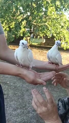 The video shows two white doves perched on the open palms of two hands. The hands are positioned one above the other, with the lower hand closer to the camera. Both doves have small tufts of feathers on their heads. The dove on the lower hand is facing the camera, while the dove on the upper hand is turned slightly away. The background appears to be an outdoor setting with trees and grass. A person wearing camouflage clothing is partially visible in the bottom right corner of the frame.