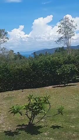 The video pans across a natural landscape with a clear blue sky and white clouds. In the foreground, there is a green lawn with a small tree. Behind the lawn, a dense green hedge forms a visual barrier. Beyond the hedge, there are more trees and vegetation, with glimpses of the ocean and distant islands in the background. The camera moves slowly to the right, revealing a pathway made of gravel and stone, bordered by plants. The scene appears to be outdoors on a sunny day, likely in a tropical or coastal region. There are no people visible in the video.