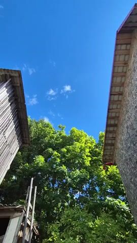 The video shows a low-angle shot looking up at a bright blue sky with scattered white clouds. Two wooden structures, possibly sheds or small outbuildings, frame the view from the sides. The building on the left appears to be constructed of weathered wooden planks, while the one on the right is made of a grey, textured material, possibly plywood or fiber cement board. Both structures have sloped roofs covered with visible roofing material.

Dominating the center of the frame is a large, vibrant green tree, its leaves catching the sunlight and appearing almost luminous. The foliage is dense, obscuring the sky behind it in many places. Part of a wooden ladder or scaffolding is visible in the lower left quadrant, leaning against the left structure.

The scene suggests an outdoor, rural or semi-rural setting. The bright sky and sunlit leaves indicate it is daytime, likely late morning or afternoon, under clear and pleasant weather conditions. The overall impression is one of a peaceful, sun-drenched summer day. There is no visible text in the media.