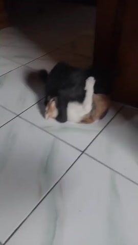 Two cats, one black and one calico, are playing on a tiled floor. The calico cat is on its back, and the black cat is on top of it, with its paws around the calico cat's neck. The cats are in a dimly lit room with a wooden doorframe in the background.