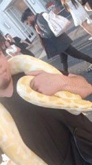 People spotted with large snakes on Los Angeles streets
