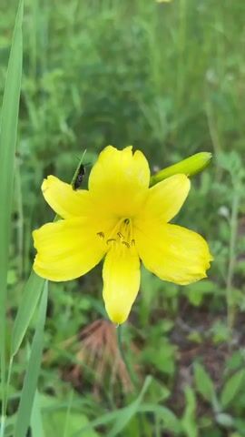 The video begins with a close-up shot of a vibrant yellow flower with six petals, and a thin green stem extending from the top right. A small black insect is perched on one of the petals. The camera then pans to the right, revealing a grassy, outdoor environment with more yellow flowers and various green plants and foliage in the background. The lighting suggests it is daytime.