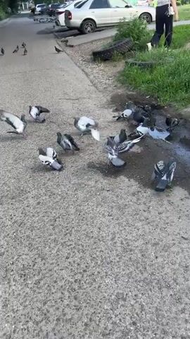 The video shows a flock of pigeons flying and walking on an asphalt pathway in front of parked cars and apartment buildings. The pathway is bordered by grass and trees. A woman is seen walking away from the camera on the right side of the frame. The pigeons are scattered across the pathway and in the air.