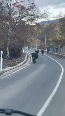 The video shows a car driving on a winding road. Three cows are walking down the middle of the road, heading toward the car. A person is walking on the right side of the road. The scenery is autumnal. The sky is overcast.