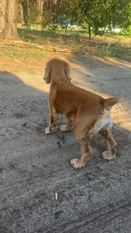 A medium shot shows a tan-colored Cocker Spaniel standing on a dirt path. The dog faces away from the camera, looking to the left. Its tail is wagging and its ears are long and floppy. The dog is in a wooded area with trees and foliage visible in the background. The sun is shining, casting shadows on the ground, suggesting it is daytime. The scene appears to be outdoors in a natural setting. There is a cigarette butt on the ground in front of the dog. The video is from Dvorichnyi Kut, Ukraine.