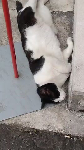 A black and white cat is lying on its back on a concrete surface. The cat is curled up with its belly exposed and its paws tucked in. It appears to be sleeping or resting. To the left of the cat is a red pole, and a gray mat. To the right of the cat is a light-colored concrete structure, possibly a curb or a wall. The background is a rough concrete surface, suggesting an outdoor setting like a sidewalk or a patio. The lighting suggests it is daytime, but the specific time is unclear. There is no visible text in the media file. The cat's relaxed posture and closed eyes imply a sense of comfort and peace.
