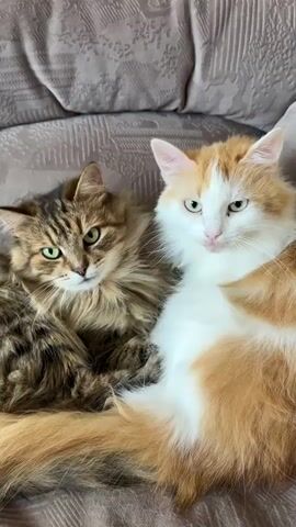 Two long-haired cats, one tabby and one orange and white, are lying on a couch. The tabby cat is on the left, and the orange and white cat is on the right. They are both looking at the camera. The orange and white cat occasionally licks its nose. The tabby cat opens and closes its mouth several times. The couch appears to be made of textured fabric.