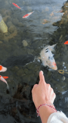 Visitor feeds koi fish in traditional Indonesian garden
