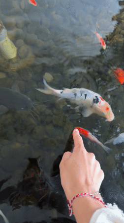 Visitor feeds koi fish in traditional Indonesian garden