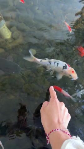 A hand wearing a white sleeve and a red and white braided bracelet is seen pointing at koi fish swimming in a shallow, rocky pond. The fish are various colors, including red, white, orange, yellow, and black. Some of the fish are patterned. The water is clear enough to see the rocks on the bottom of the pond. The hand moves to point at different fish as they swim around.