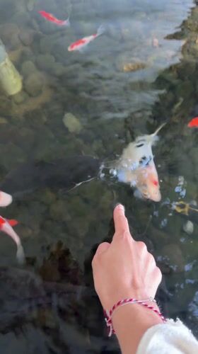 Visitor feeds koi fish in traditional Indonesian garden