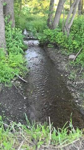 A narrow stream flows through a wooded area. The stream bed is composed of dirt and small stones. Lush green foliage lines the banks of the stream, with tall trees providing shade. In the distance, a small wooden structure, possibly a bridge or dam, is visible over the water. The water itself is clear and exhibits ripples from the gentle flow. Sunlight filters through the trees, illuminating the scene.