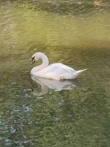 A white swan swims in murky green water. The swan is facing left and its head is lowered. The water has reflections of trees.