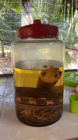 Traditional food production activities documented in Tân Thạch Vietnam