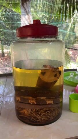 The video shows a large glass jar filled with a light yellow liquid, seemingly an alcoholic beverage, in which a cobra snake is immersed. The snake is coiled at the bottom of the jar, with its head raised and facing forward. There also appear to be some roots or plant matter at the bottom of the jar. The jar has a red plastic lid and sits on a white tile surface, possibly a countertop or table. The background features foliage, suggesting the video was taken outdoors or near a window with a view of greenery. A small green plastic cup is visible next to the jar. The camera zooms in slightly on the jar, focusing on the cobra inside.
