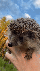 Quiet nature finds in Protvino: hedgehogs, bubbles, and wildflowers