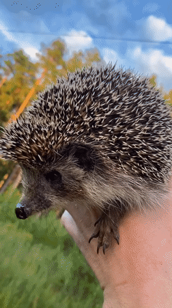 Quiet nature finds in Protvino: hedgehogs, bubbles, and wildflowers