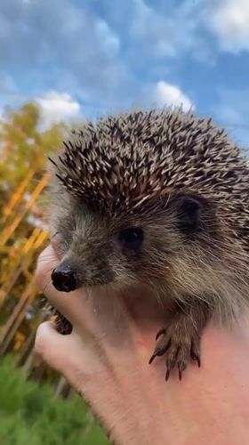 Quiet nature finds in Protvino: hedgehogs, bubbles, and wildflowers