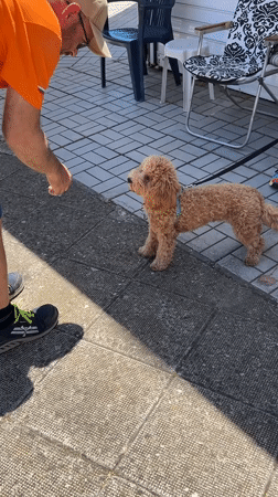 Dog owner takes meal break with poodle in Nesebar