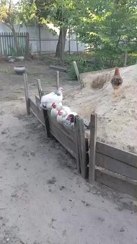 A group of chickens are gathered around a wooden fence in a dusty outdoor area. Five white and black speckled chickens are perched on top of the fence, facing to the left. A reddish-brown chicken stands on a sandy incline to the right of the fence, facing towards the chickens. Another white chicken is further up the incline to the right, also facing towards the fence. The area appears to be a backyard with trees and a fence in the background.