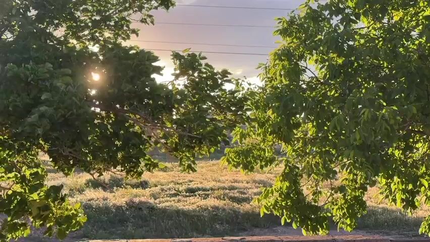 The sun shines through the leaves of two trees, casting a bright glare. The trees frame a view of a field of yellow grass, with a hint of a brick structure in the lower part of the frame. Electric wires are visible in the sky above.