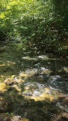 A slow pan shot moves across a shallow, clear stream flowing through a sun-dappled forest. The water is moving over rocks, creating small ripples and whitecaps. Sunlight filters through the dense green leaves of trees lining the banks, casting dappled shadows on the water's surface. The left bank of the stream is rocky and covered with moss. On the right bank, fallen branches and logs lie near the water's edge.