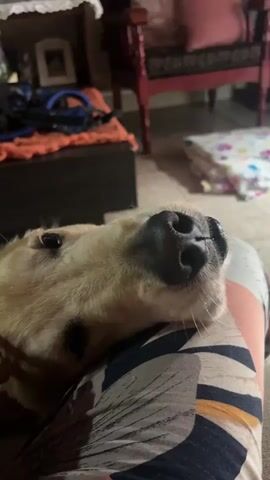 A light-colored dog, possibly a Golden Retriever or Labrador, is featured prominently in a close-up, resting on what appears to be a person's lap or body. The dog's face, with its wet black nose, muzzle, and parts of its dark eyes, is in sharp focus in the foreground. A human hand with light skin is gently touching the dog's cheek or chin, indicating an affectionate interaction. The person is wearing patterned clothing, possibly a sleeve, with dark fabric adorned with lighter, organic-looking shapes like leaves or feathers.

The background is softly blurred, indicating an indoor home setting. Various household items are discernible: a dark, low piece of furniture (possibly a table or bench) topped with an orange fabric and some dark objects, a traditional red wooden chair with patterned upholstery, and another colorful, patterned cushion or pet bed on the floor. A framed picture can be faintly seen on a wall. The overall lighting is dim, suggesting it might be evening or an interior lit by artificial light. The dog appears relaxed and content, and the interaction conveys a sense of warmth and companionship. The scene takes place in a home in Guarne, Colombia. No text is visible in the image.