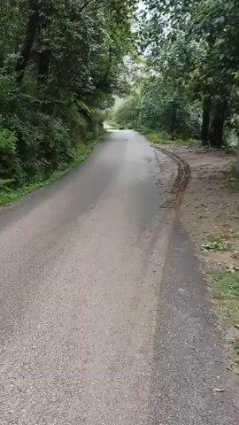 This media file depicts a winding paved road through a lush, green forest in Damadi, India. The road appears to be damp, suggesting recent rain or that it is early morning with dew. Tall trees with dense foliage line both sides of the road, creating a canopy overhead. The scene is one of natural beauty and tranquility, with the overcast sky adding to the serene atmosphere. There are no people or specific objects visible that would indicate a particular activity, other than the road itself suggesting passage or travel. The overall impression is that of a peaceful journey through a verdant landscape.