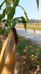 Corn harvest underway in rural Miritpetikusan, Indonesia