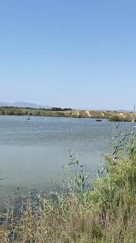 A wide shot captures a serene natural landscape. In the foreground, tall reeds and dry grasses line the edge of a tranquil lake. The water, a muted green, is calm and reflects the clear blue sky above. Scattered across the surface of the lake are numerous small white birds, likely ducks or gulls, appearing as white specks.

The middle ground features a dense line of green vegetation along the far bank of the lake. Beyond this, a slightly elevated terrain is visible, dotted with a few buildings, suggesting human presence in the distance. The background is dominated by a range of rolling mountains, their peaks softened by the haze of a bright, sunny day. The overall impression is one of a peaceful, natural environment under a vast, cloudless sky.