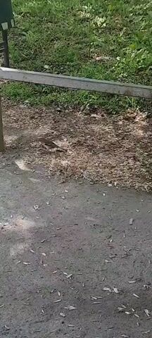 The video depicts a small, gray-brown bird hopping on a ground covered in dirt, leaves, and small twigs.  A gray metal structure is positioned to the left side of the frame, partially obscuring the view of the bird. Beyond the bird and the leaf-covered ground is a patch of green grass. The lighting conditions appear to be a mix of sun and shade, with shadows visible on the ground.