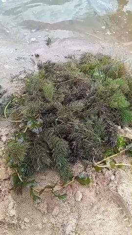 The video shows a pile of dark green aquatic plants on a sandy shore next to a body of water. The water is murky and appears to have some small waves. A hand briefly enters the water from the right side of the frame.