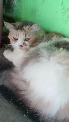 A fluffy calico cat is lying on the ground next to a green wall. The cat is curled up with its back to the wall. It has white, brown, and black fur. The cat yawns and then settles back down.