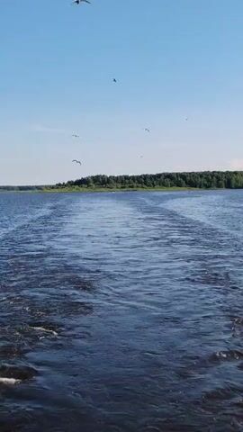 The video shows a wide, dark blue body of water, likely a river or lake, with a visible wake behind a moving vessel. The water is choppy, with white foam visible on the left side of the frame. In the distance, a lush green tree line forms the horizon. Above the water, the sky is a clear, bright blue with a few wispy white clouds. Several white birds, likely seagulls, are seen soaring and flying across the sky. The perspective suggests the viewer is on a boat, looking forward and slightly to the right, towards the distant shore. The overall impression is a serene, natural landscape under a sunny sky.
