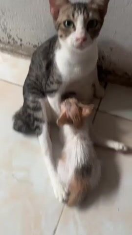 A cat is seen sitting on a tiled floor next to a wall. A kitten is attempting to nurse from the cat. The cat is looking forward, and the kitten is looking up at the cat. The video is dark and grainy.
