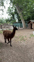Afternoon visit to Pazardzhik zoo captures animals and gardens