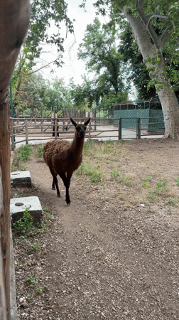 Afternoon visit to Pazardzhik zoo captures animals and gardens