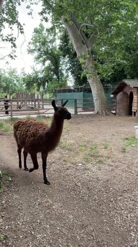 Afternoon visit to Pazardzhik zoo captures animals and gardens