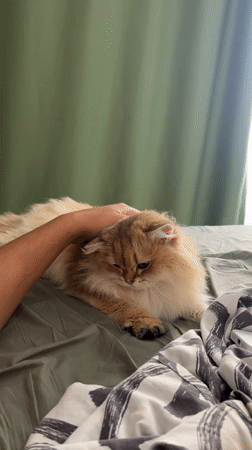 Lazy morning with a golden cat in Aksu