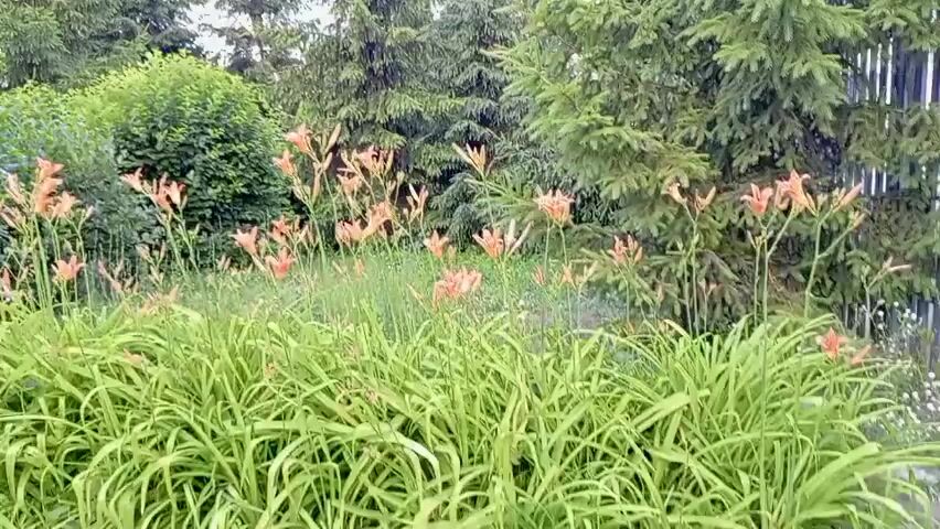 The video shows a close-up view of a garden with blooming orange lilies in the foreground and evergreen trees in the background. The lilies are tall and slender, with delicate petals. The evergreen trees are lush and green, creating a dense backdrop for the flowers. The scene appears to be well-lit, suggesting it was filmed during the daytime. The focus is on the natural beauty of the garden, with no visible human presence or activity. The overall impression is one of tranquility and natural splendor.