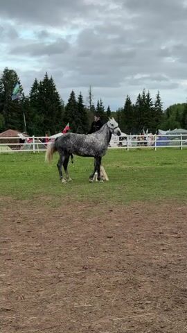 A person wearing a dark jacket and pants is seated on the back of a dappled grey horse in an outdoor setting. The horse stands still, facing right, with its penis partially extended. A small white step stool is positioned near the horse's front legs. The ground consists of a dirt patch in the foreground and green grass further back. In the background, there are numerous green trees, white fences, and several tents or small structures. Various flags, including one resembling the Estonian flag, are visible on poles in the distance. The sky is overcast.