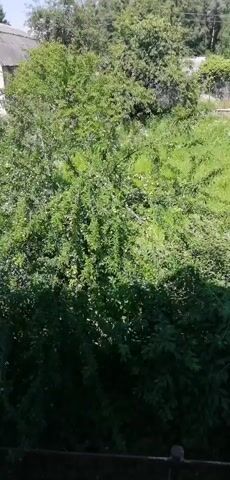 The video shows an outdoor scene with lush green foliage dominating the foreground and middle ground. A partially visible house with a grey roof and white walls stands in the background to the left. The house appears to be situated on a slight incline. Sunlight filters through the leaves, creating dappled shadows. The overall impression is of a natural, possibly rural or suburban, environment on a clear day. No people or animals are visible. The camera is static.