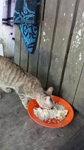 A tabby cat is eating from an orange plate of rice and fish on a wooden floor. The cat is positioned to the left of the plate, with its head down and focused on the food. The plate is full of white rice and some pieces of fish. The floor appears to be made of concrete or similar material. In the background, there is a wooden wall with vertical planks. A blue and black patterned textile is hanging on the wall to the left of the frame. The lighting is dim, suggesting an indoor or shaded outdoor setting. The overall scene depicts a common domestic moment of an animal being fed.