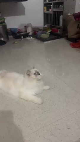 A fluffy white cat with blue eyes lies on a tiled floor, looking upwards and to the right. The cat appears to be tracking a small, bright blue object that is moving in the air. The room is cluttered with various items, including shelves with containers, a metal rack, bags, and clothing. The lighting suggests it is indoors, possibly a kitchen or living area.
