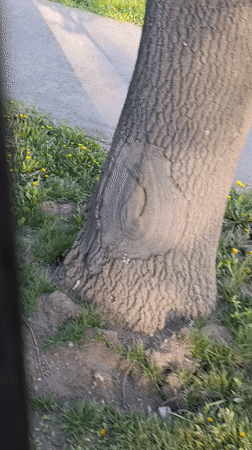 Spring blooms and city views documented in Yerevan